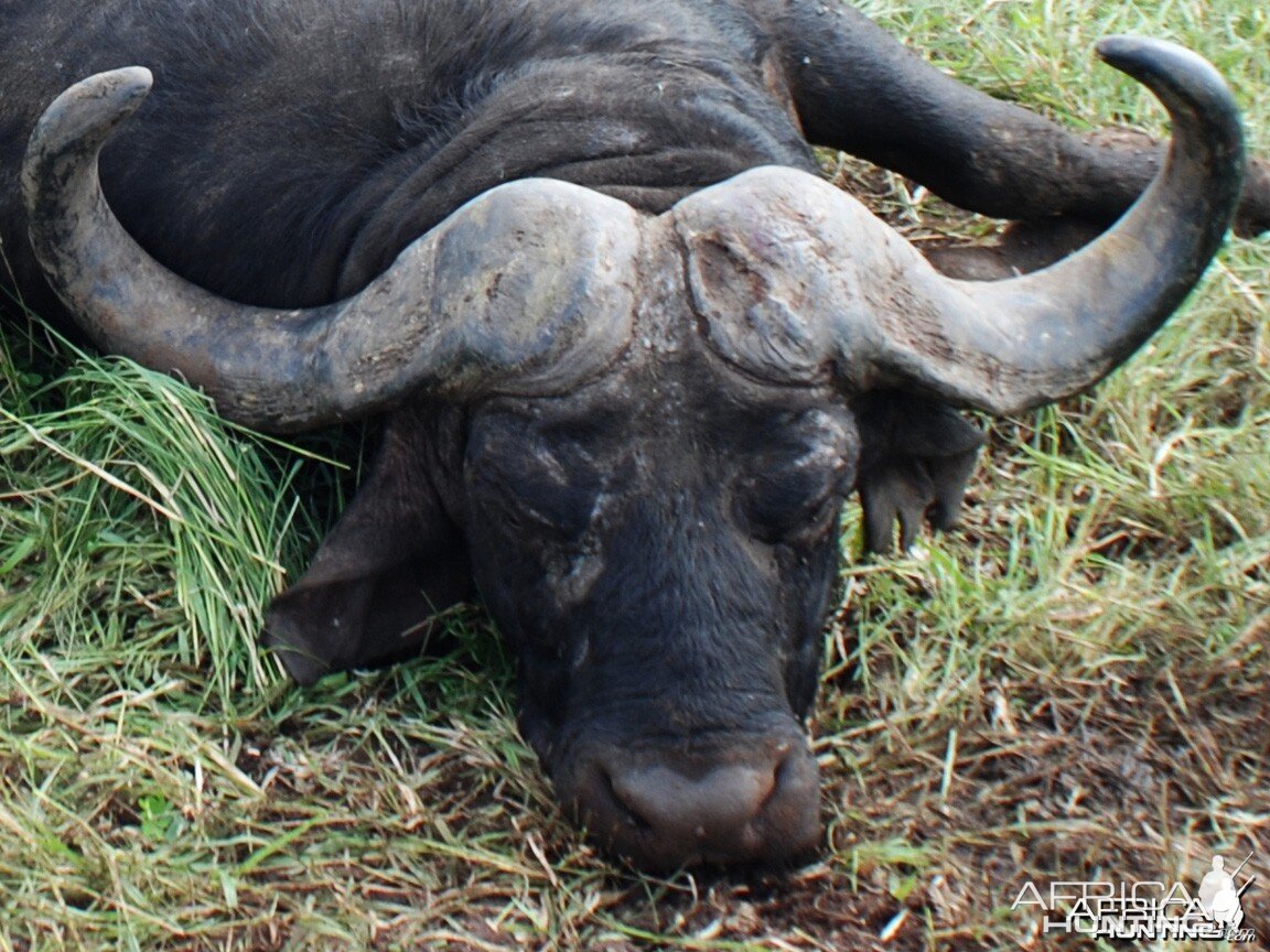 I shot my big Buffalo with my bow... in Mozambique