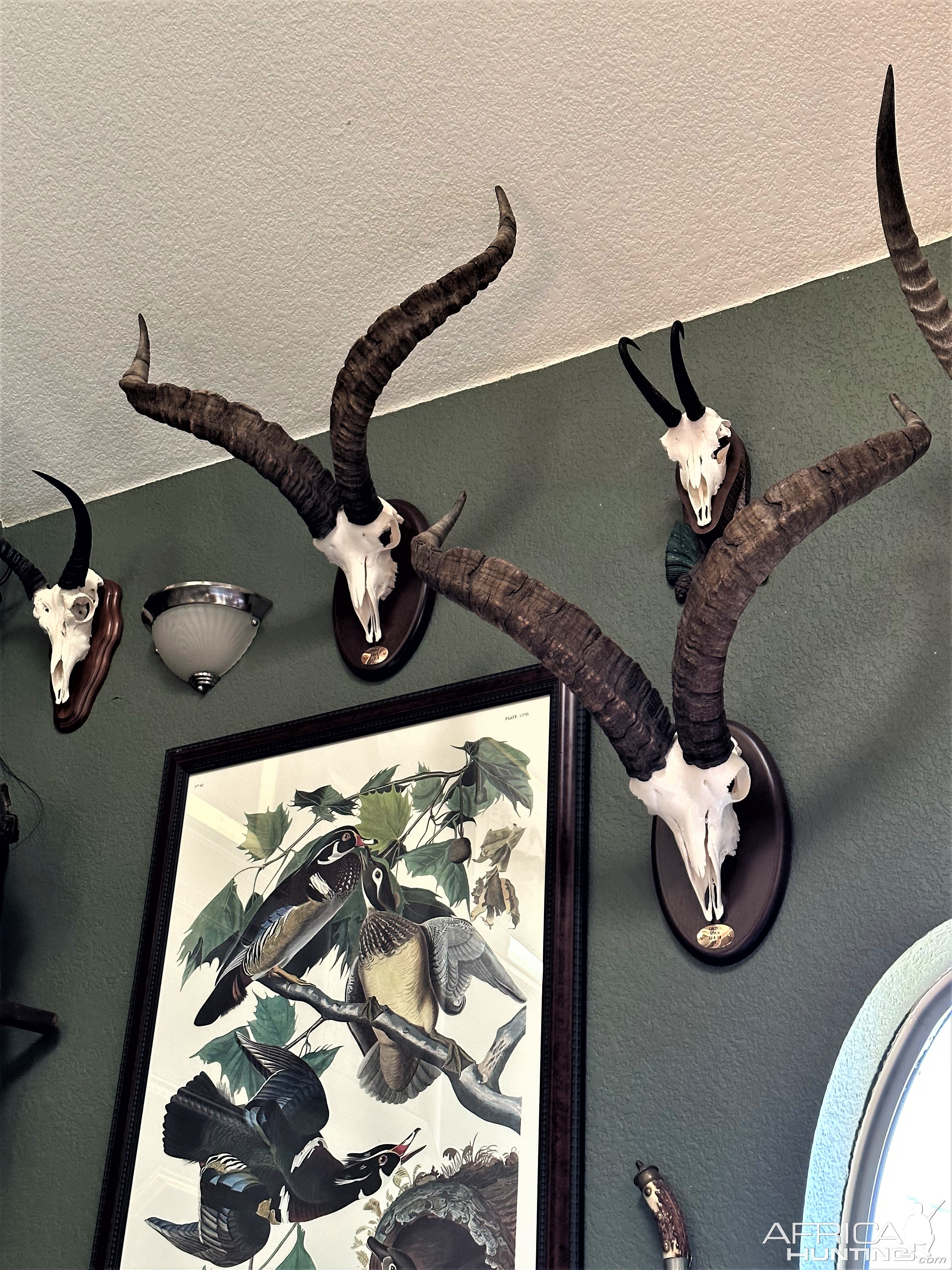 Ibex European Mount Taxidermy