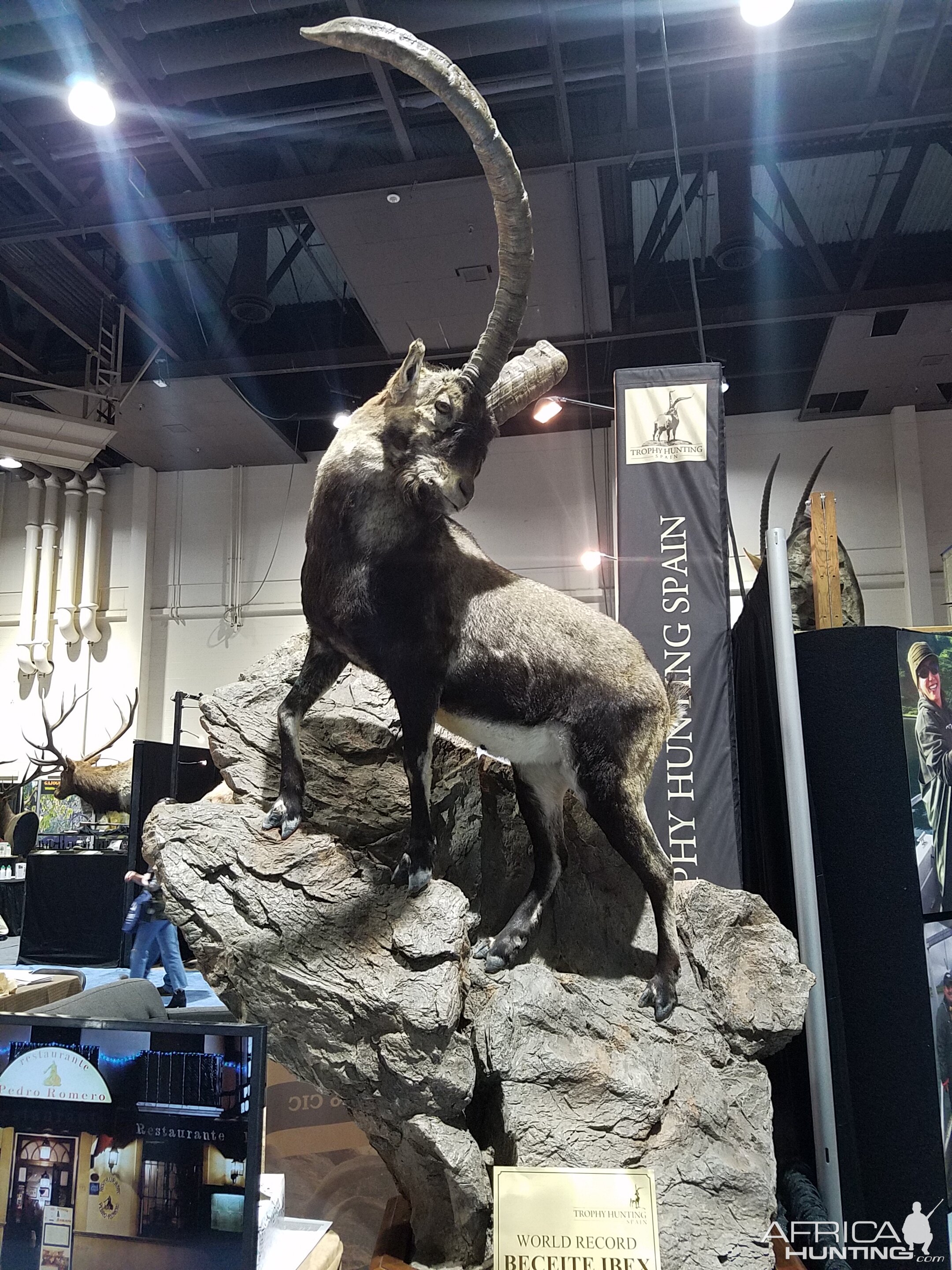 Ibex Full Mount Taxidermy at Safari Club International (SCI) Convention Reno 2020