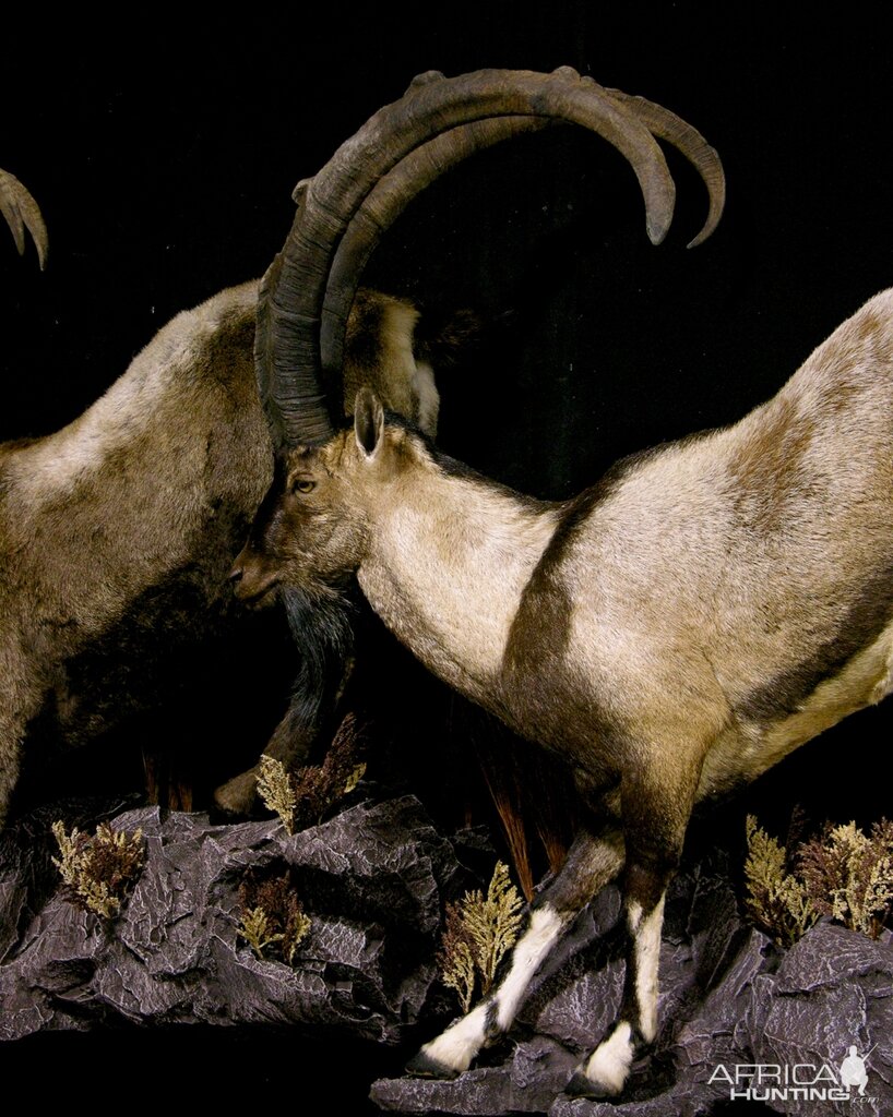 Ibex Full Mount Taxidermy