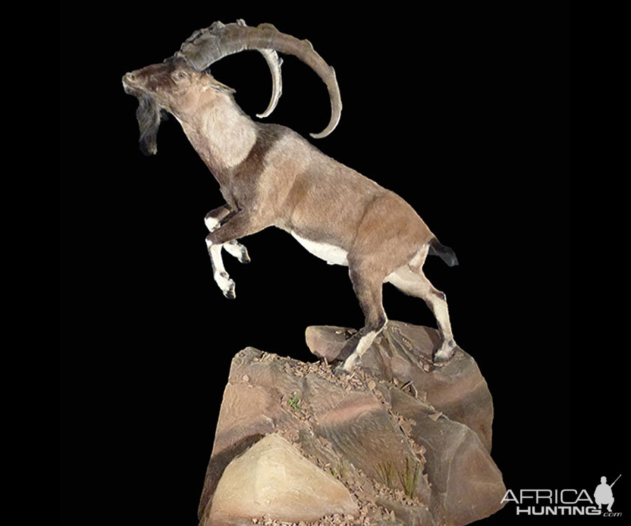 Ibex Full Mount Taxidermy