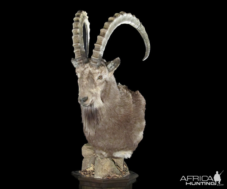 Ibex Full Mount Taxidermy