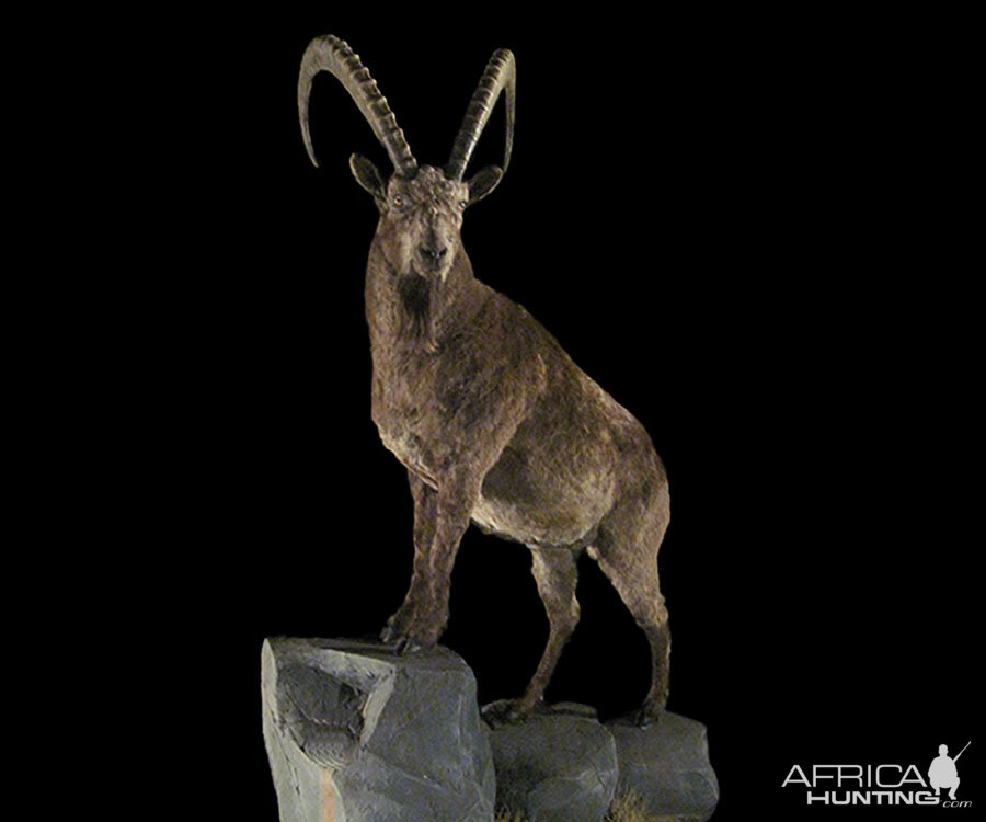 Ibex Full Mount Taxidermy