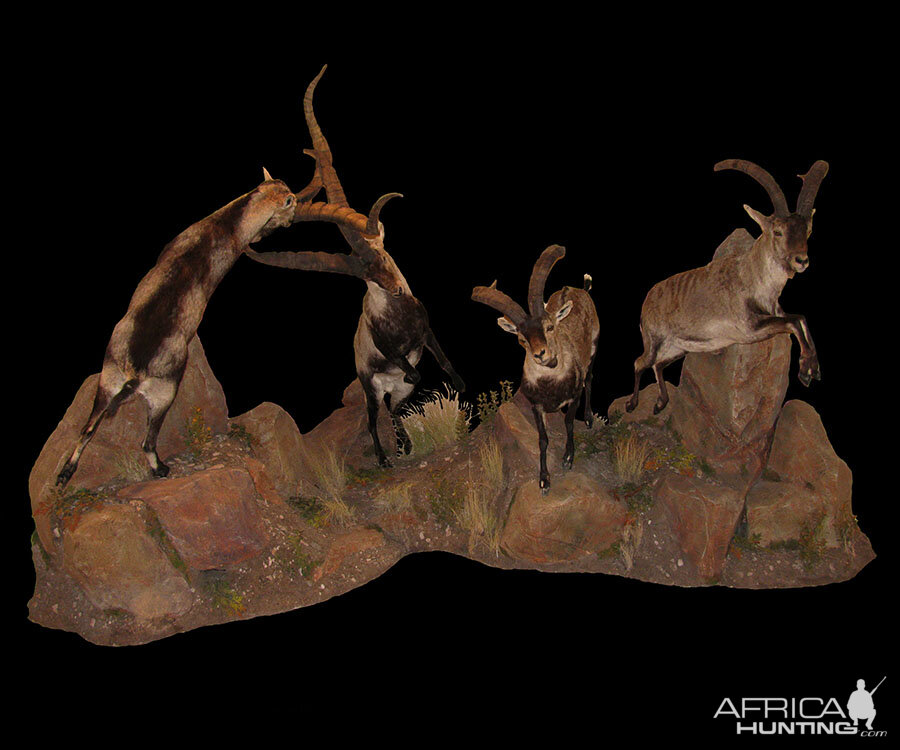 Ibex Full Mount Taxidermy