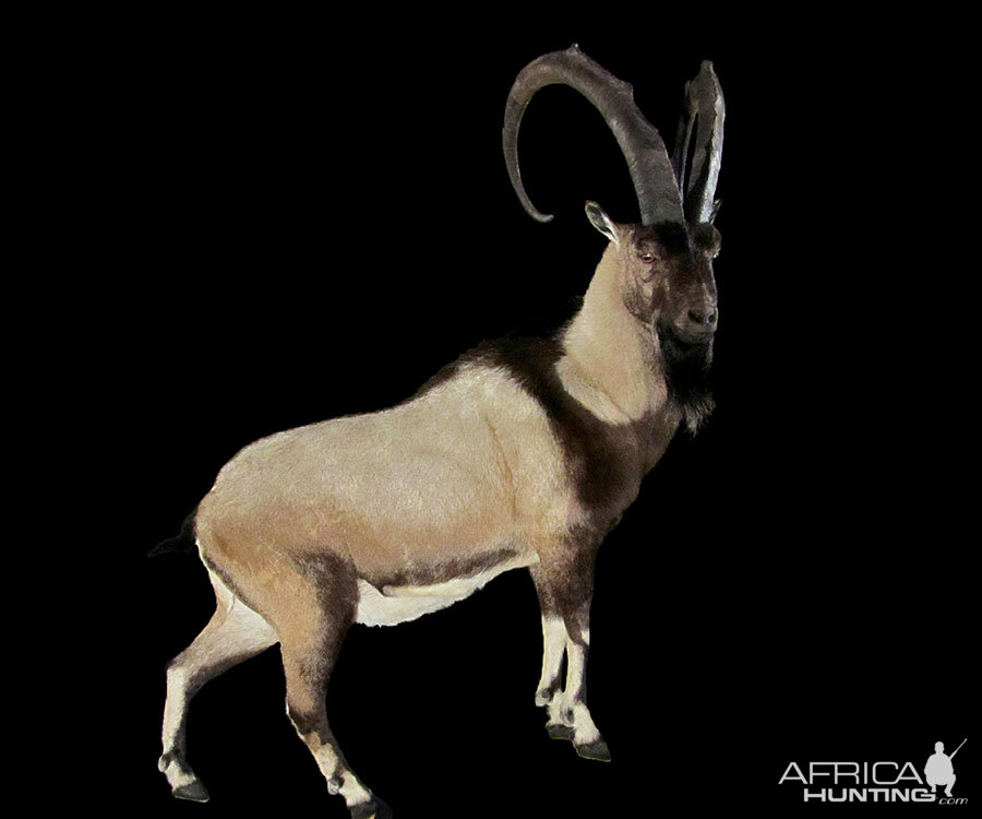 Ibex Full Mount Taxidermy