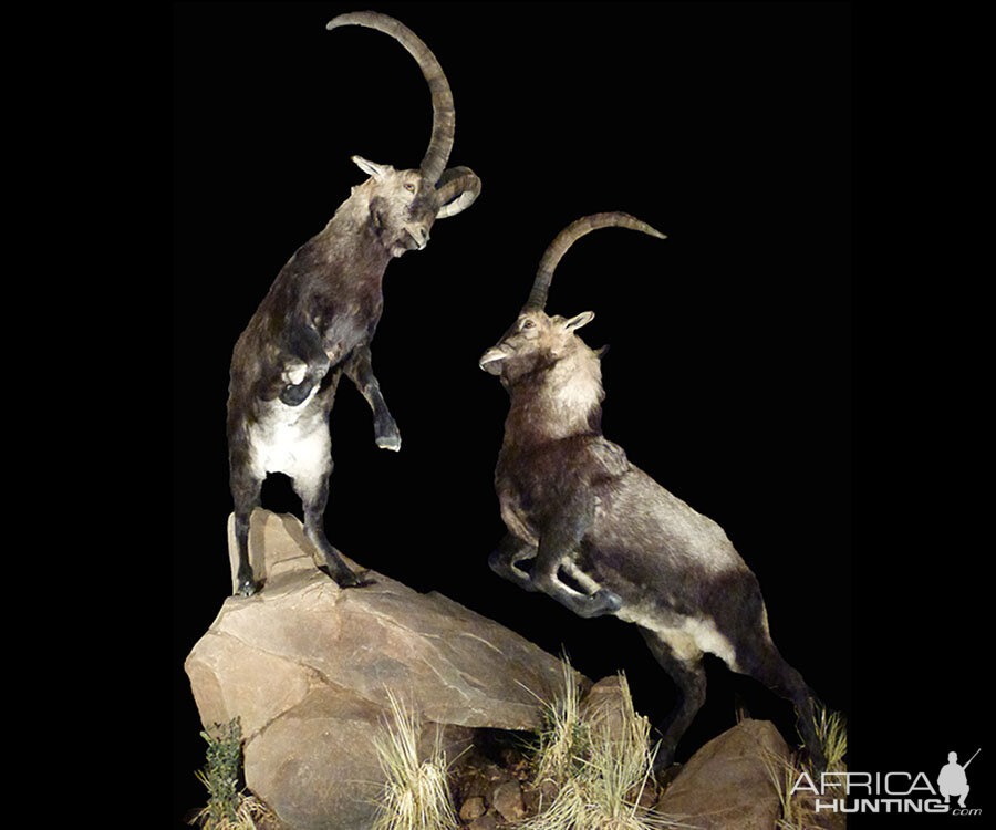 Ibex Full Mount Taxidermy