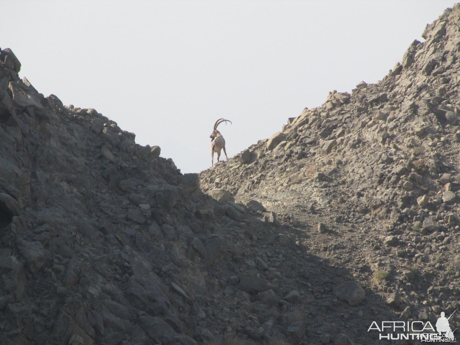 Ibex Hunt Pakistan