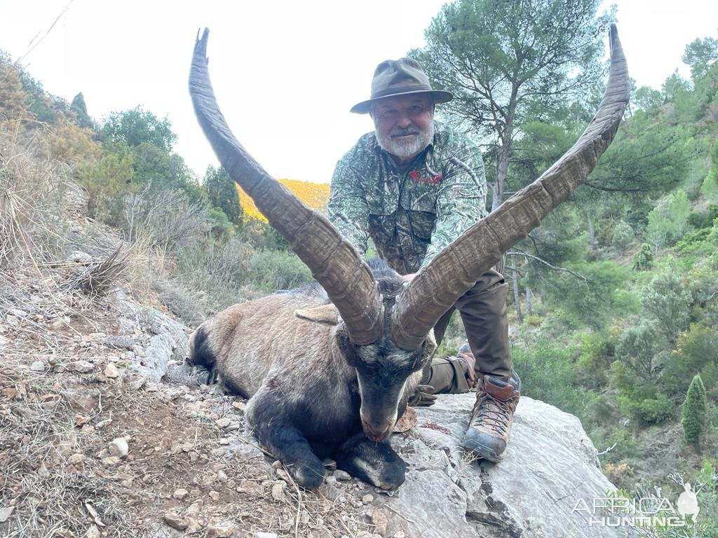 Ibex Hunt Spain