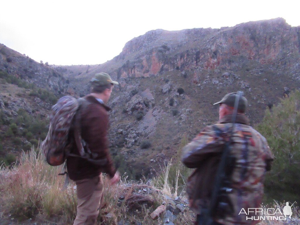 Ibex Hunt Spain