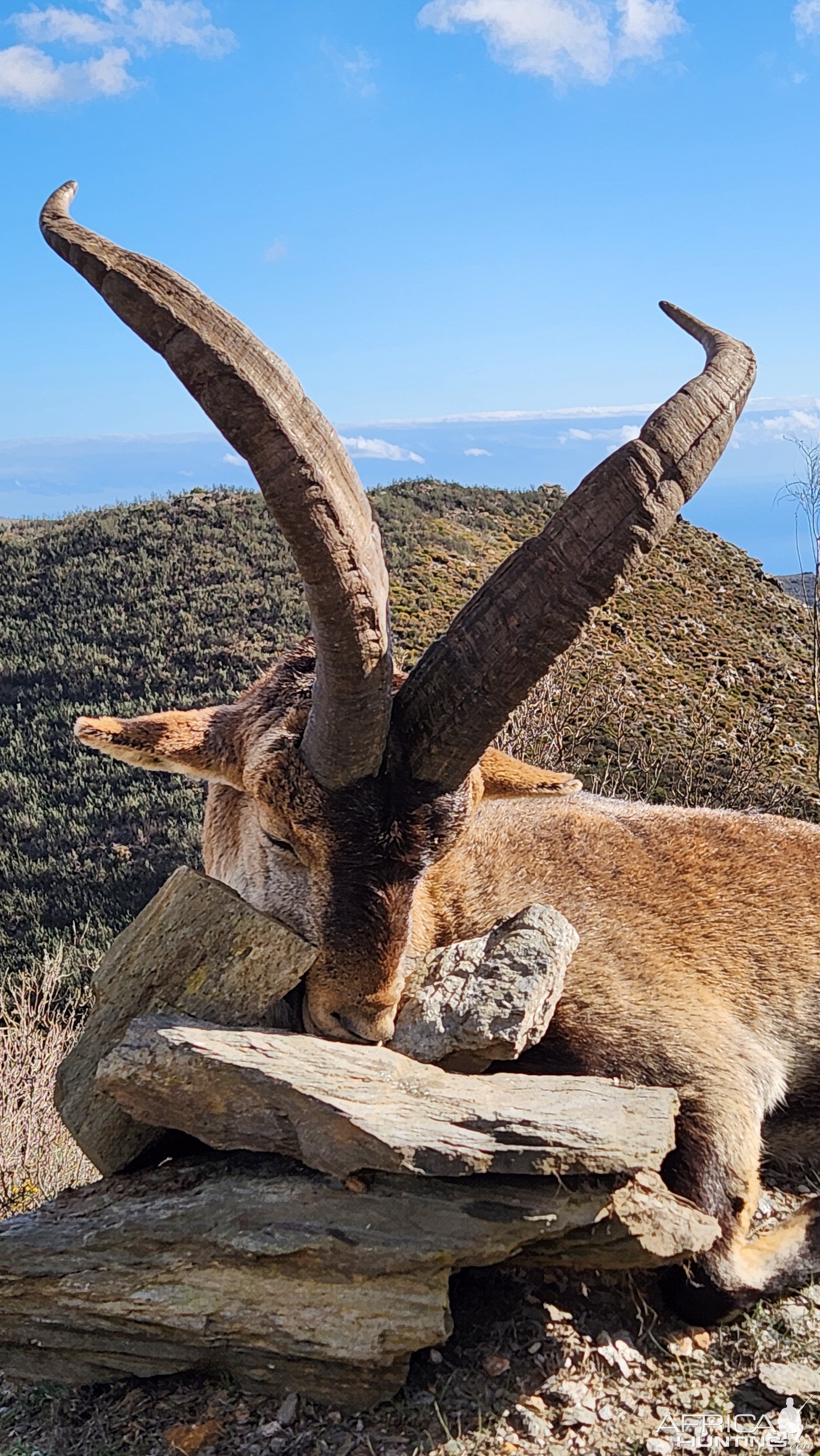 Ibex Hunting Spain