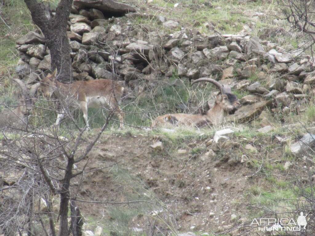 Ibex in Spain