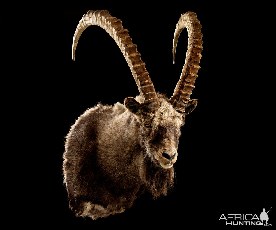 Ibex Shoulder Mount Taxidermy