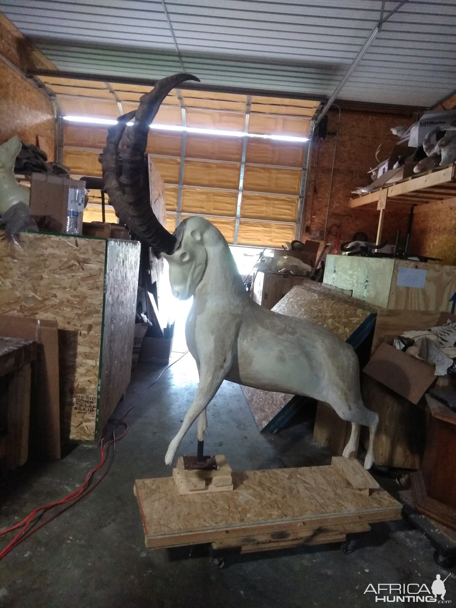 Ibex Taxidermy Process