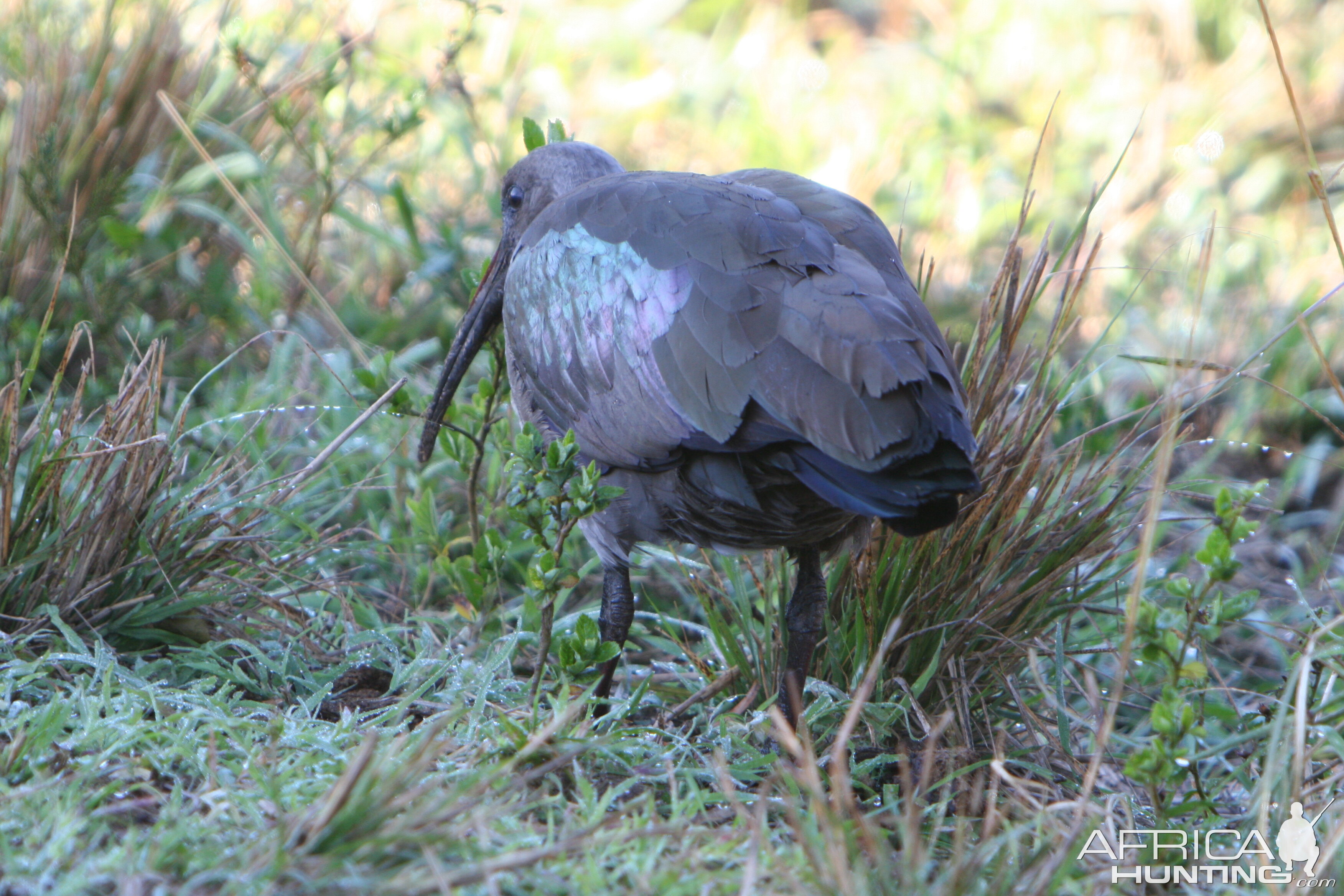 Ibis