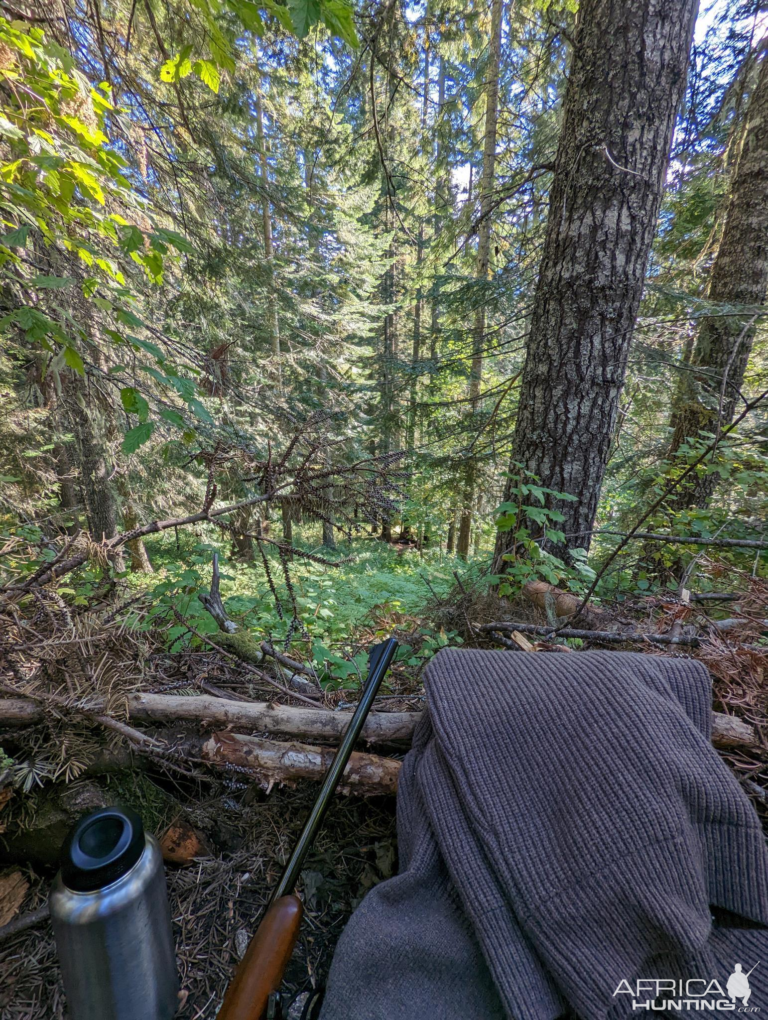 Idaho Black Bear Hunting area