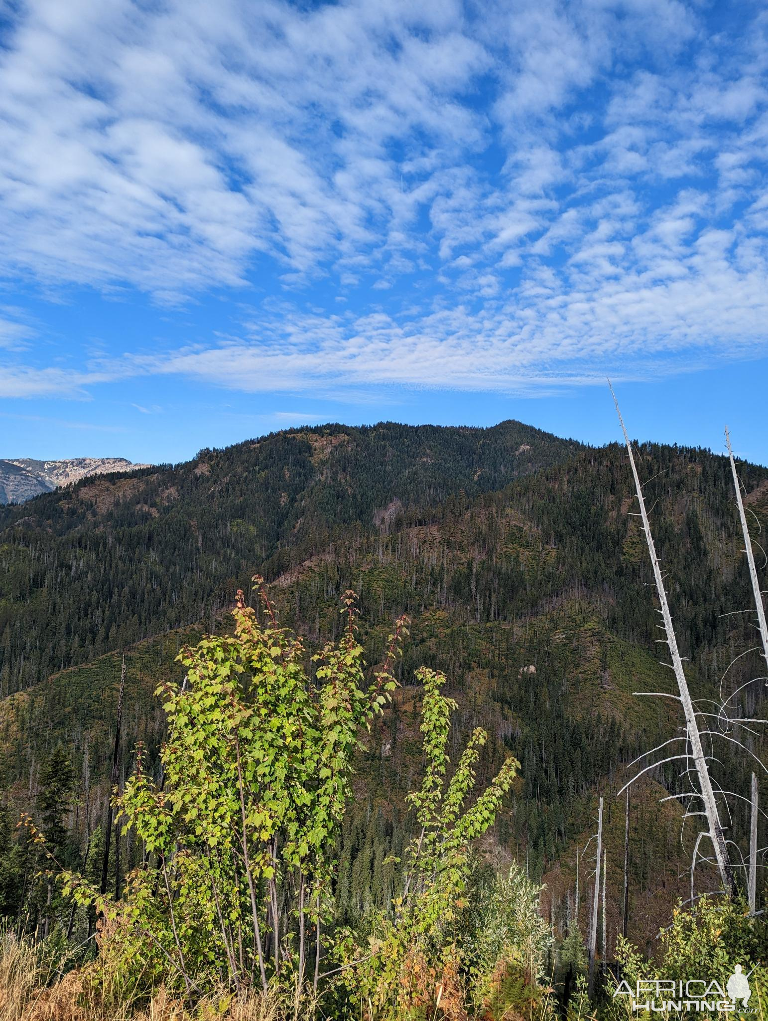 Idaho Black Bear Hunting area