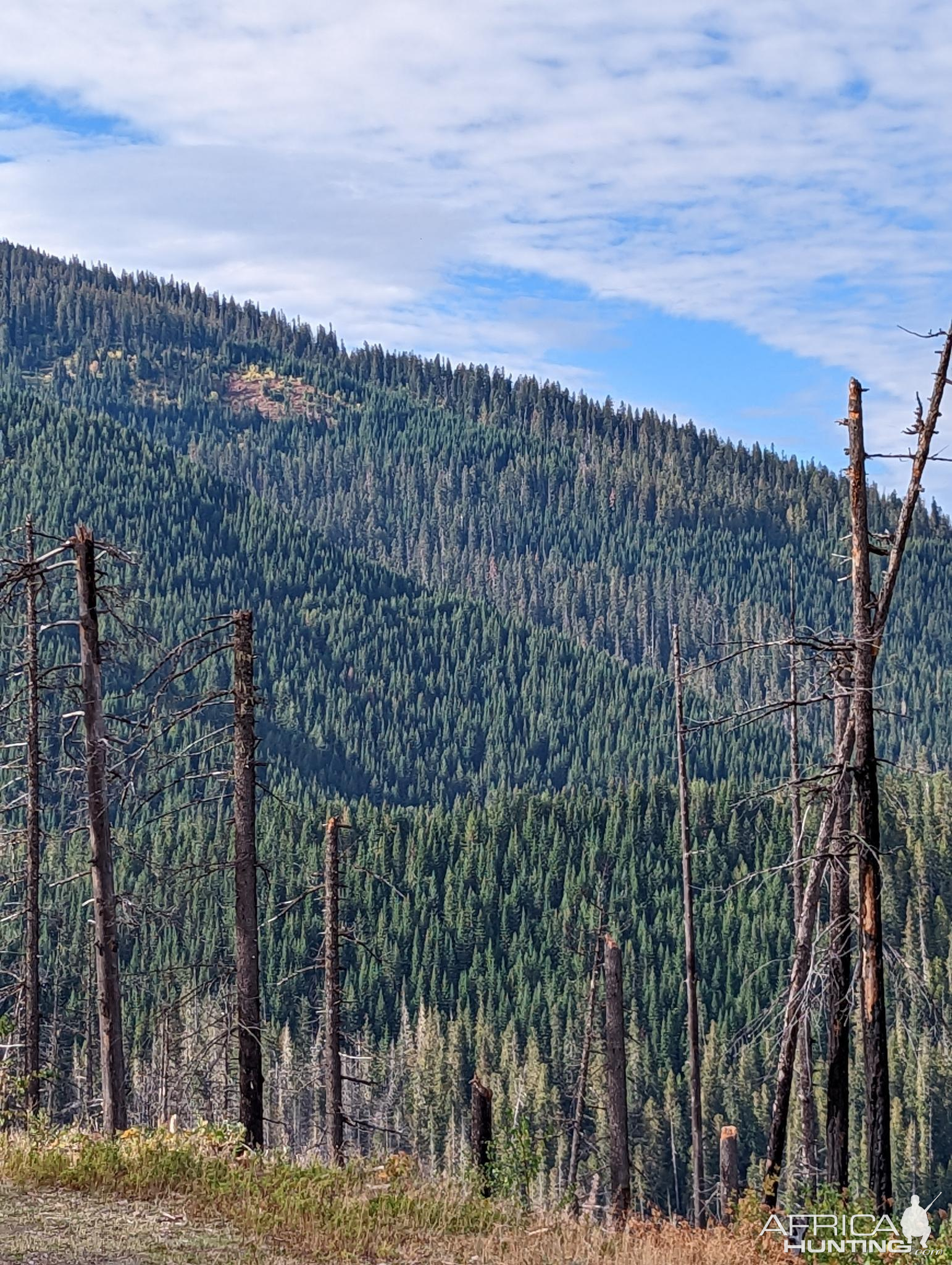 Idaho Black Bear Hunting area