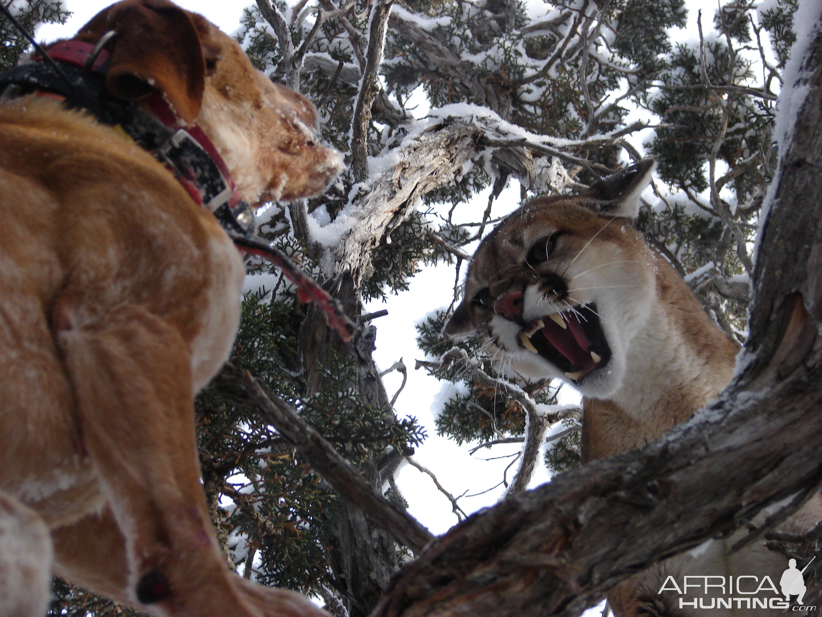 Idaho Mountain Lion