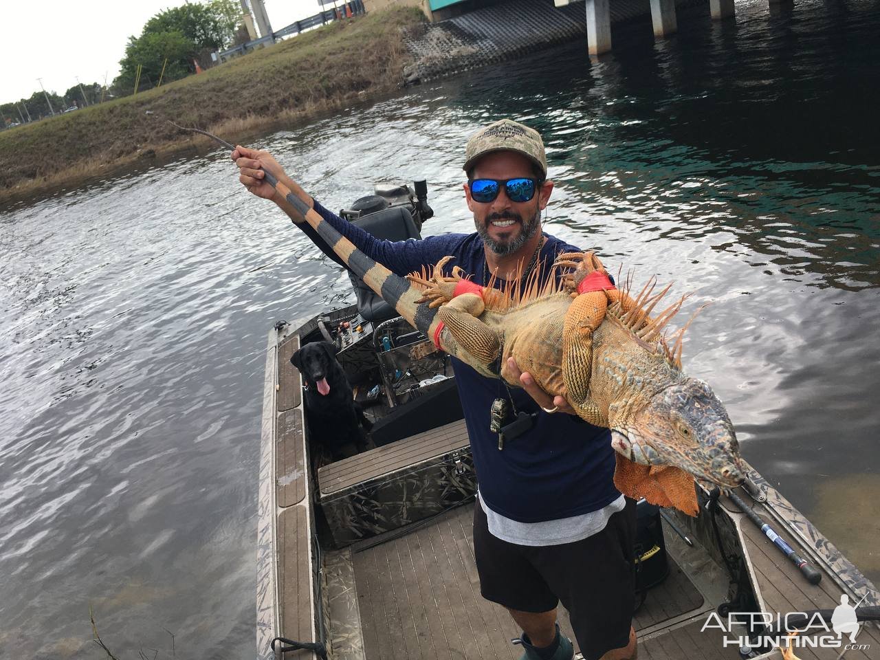 Iguana Hunting Florida