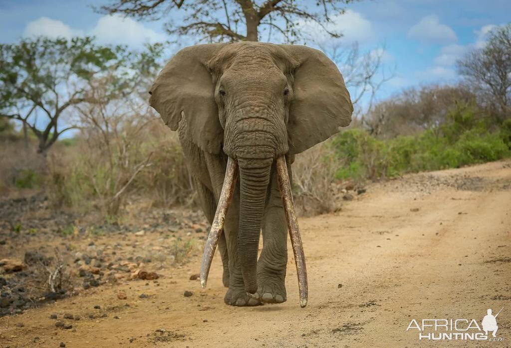 IL TALAL African Elephant