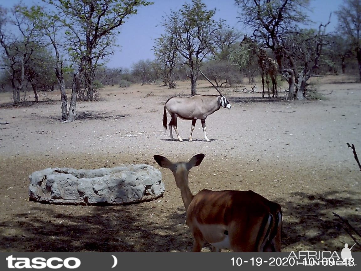 Impala and Gemsbok South Africa