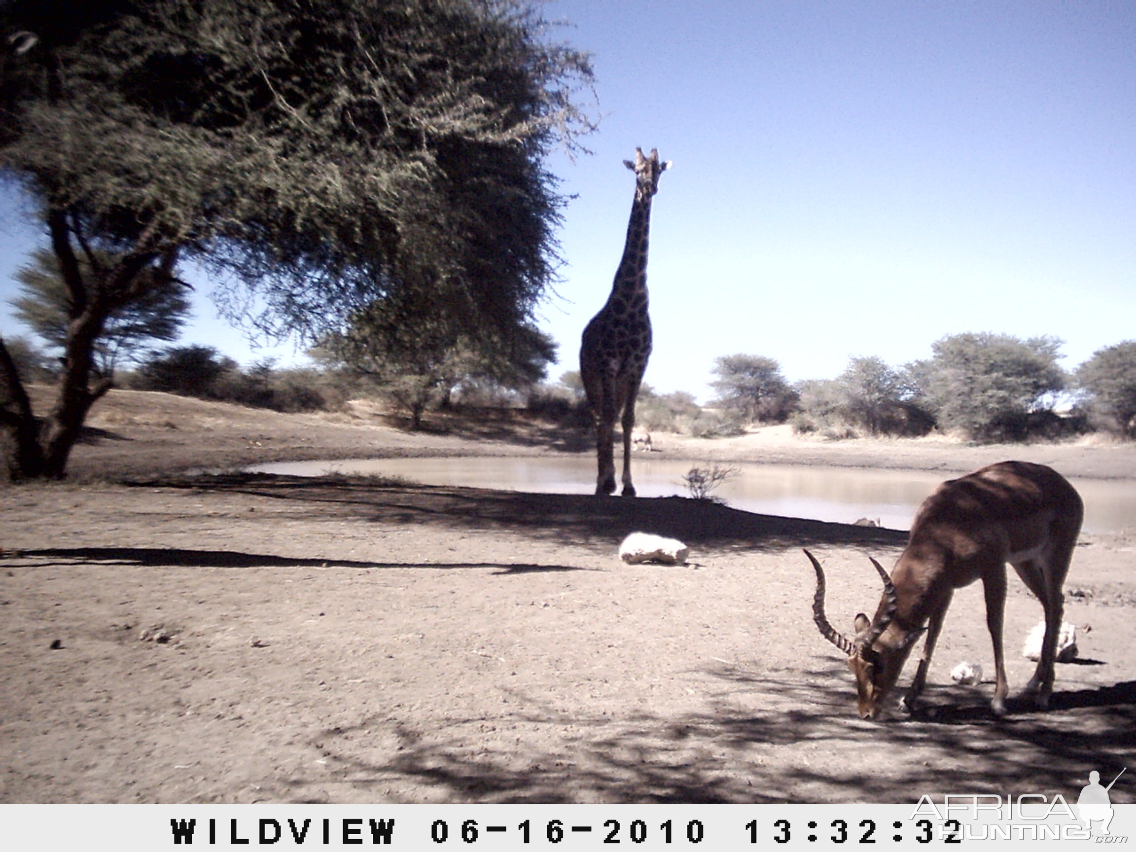 Impala and Giraffe, Namibia