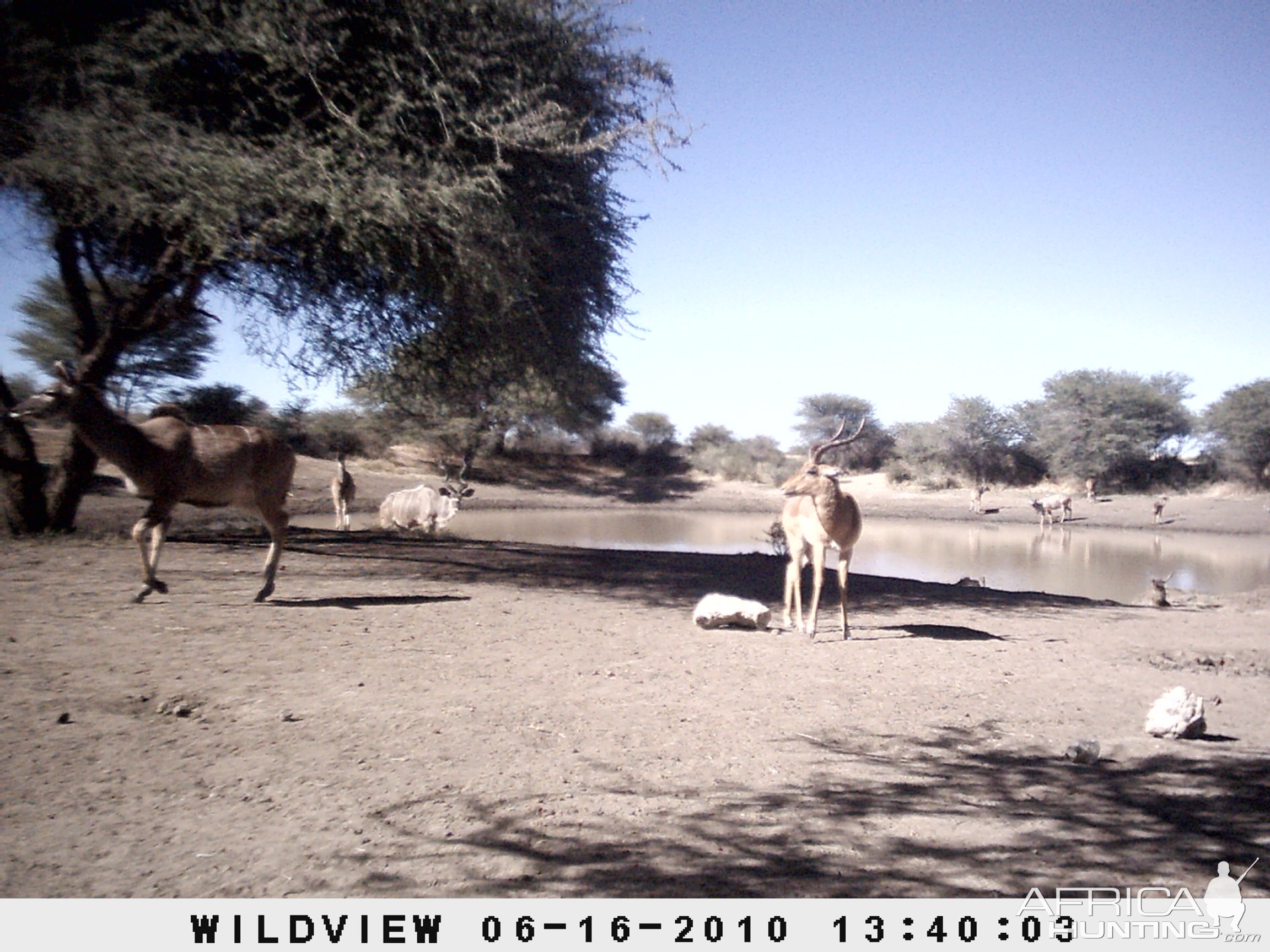 Impala and Kudu, Namibia