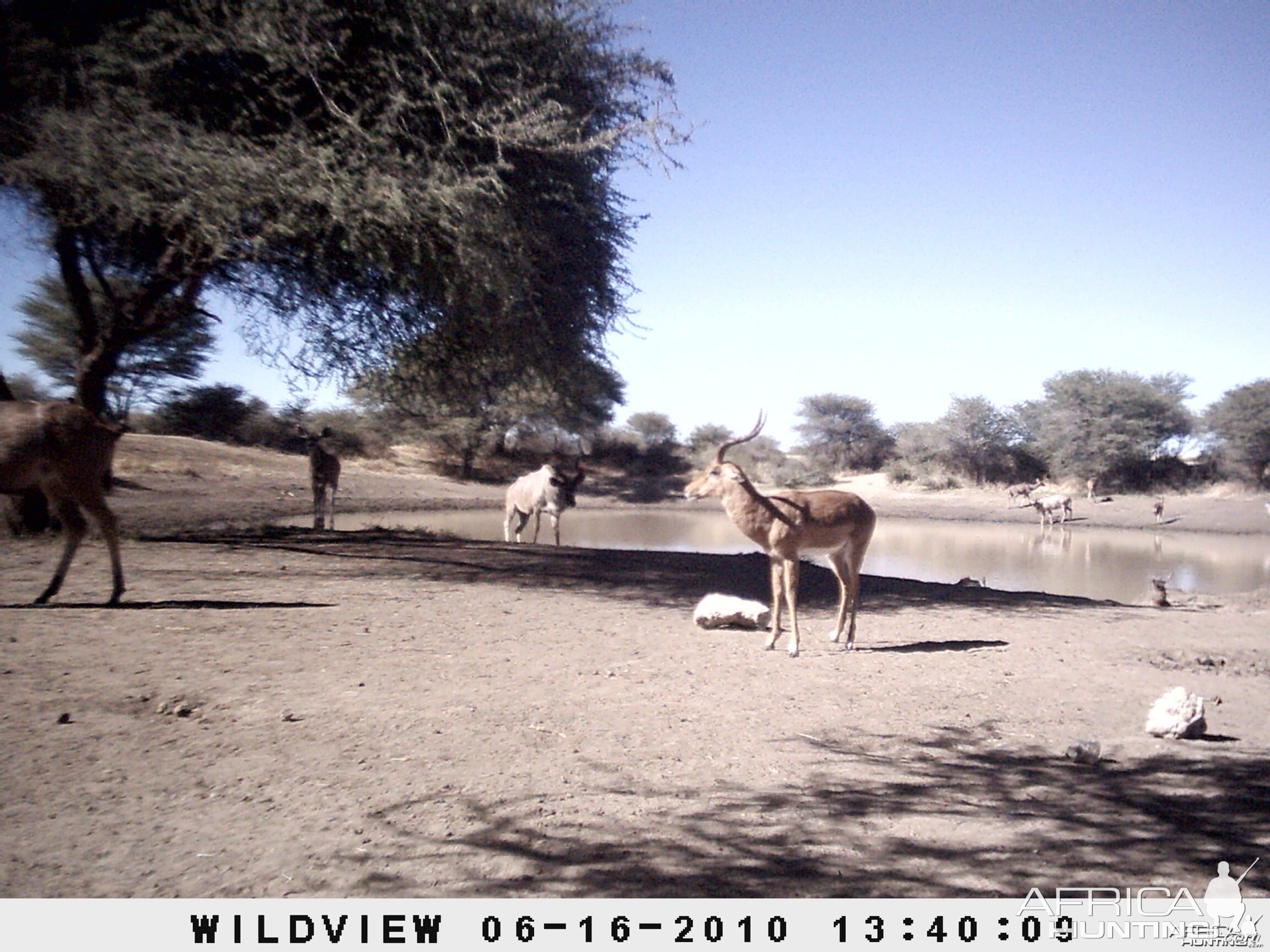 Impala and Kudu, Namibia