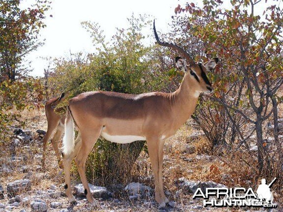 Impala at Etosha