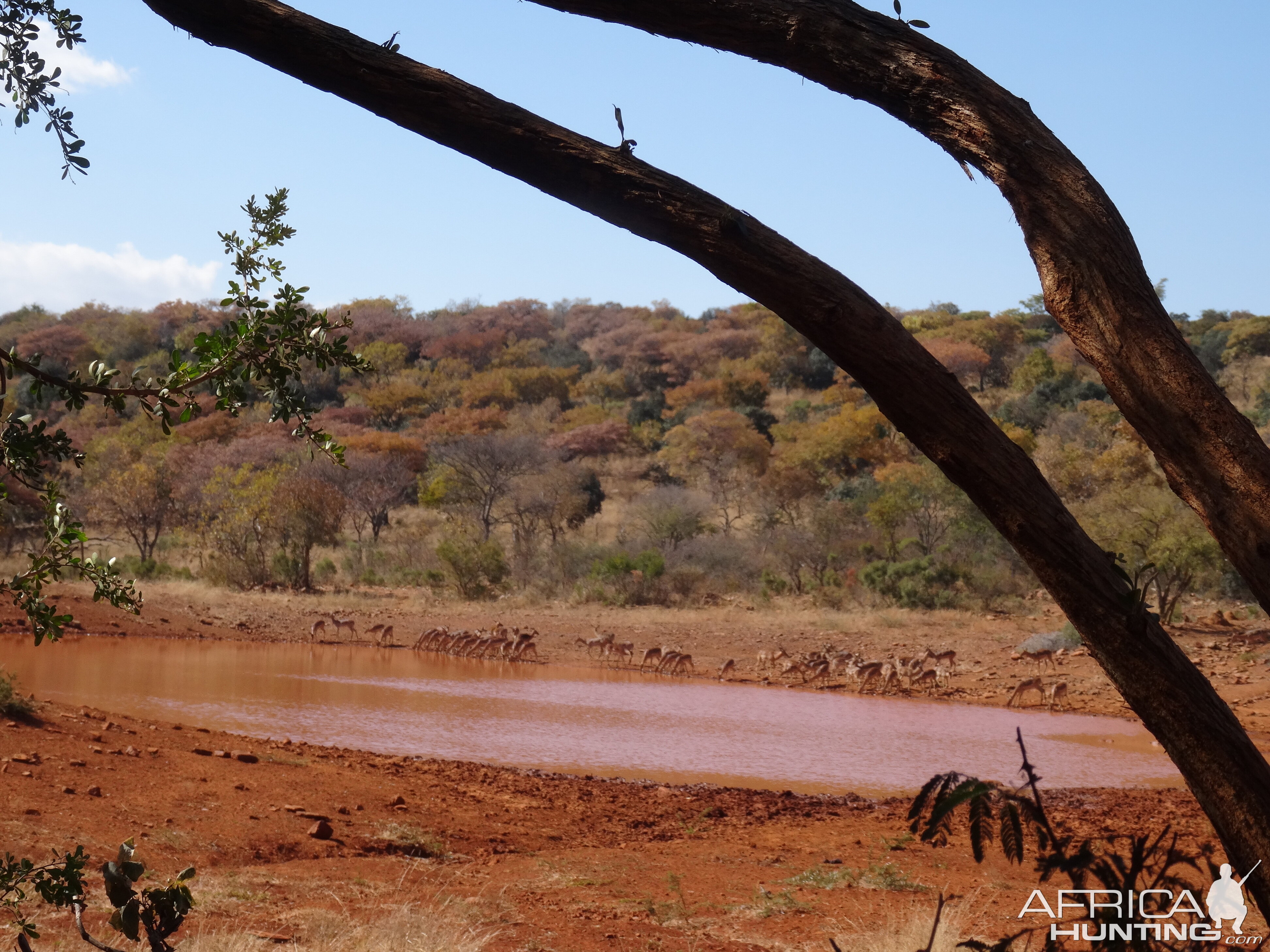 Impala at waterhole South Africa