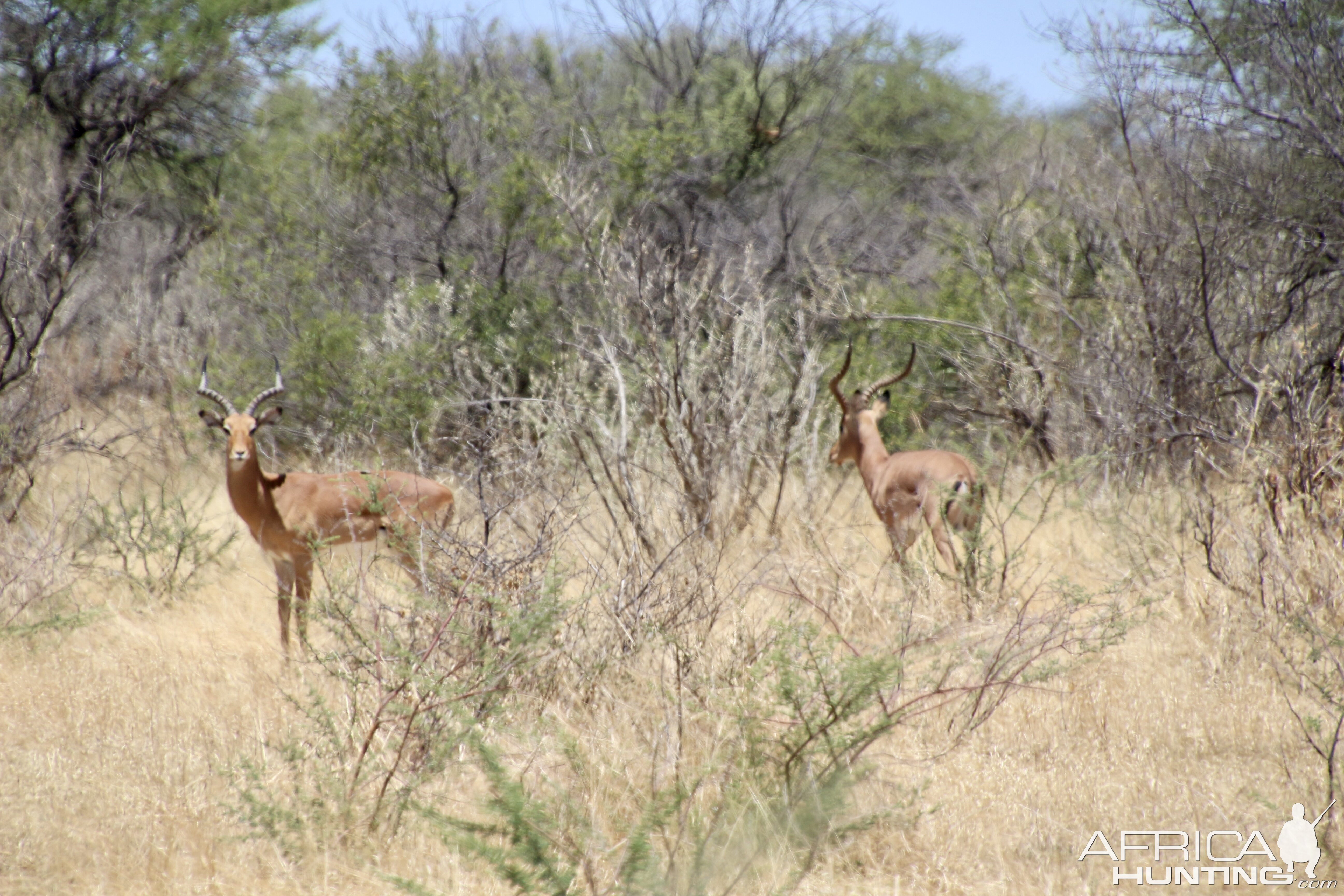 Impala at Zana Botes Safari jpeg