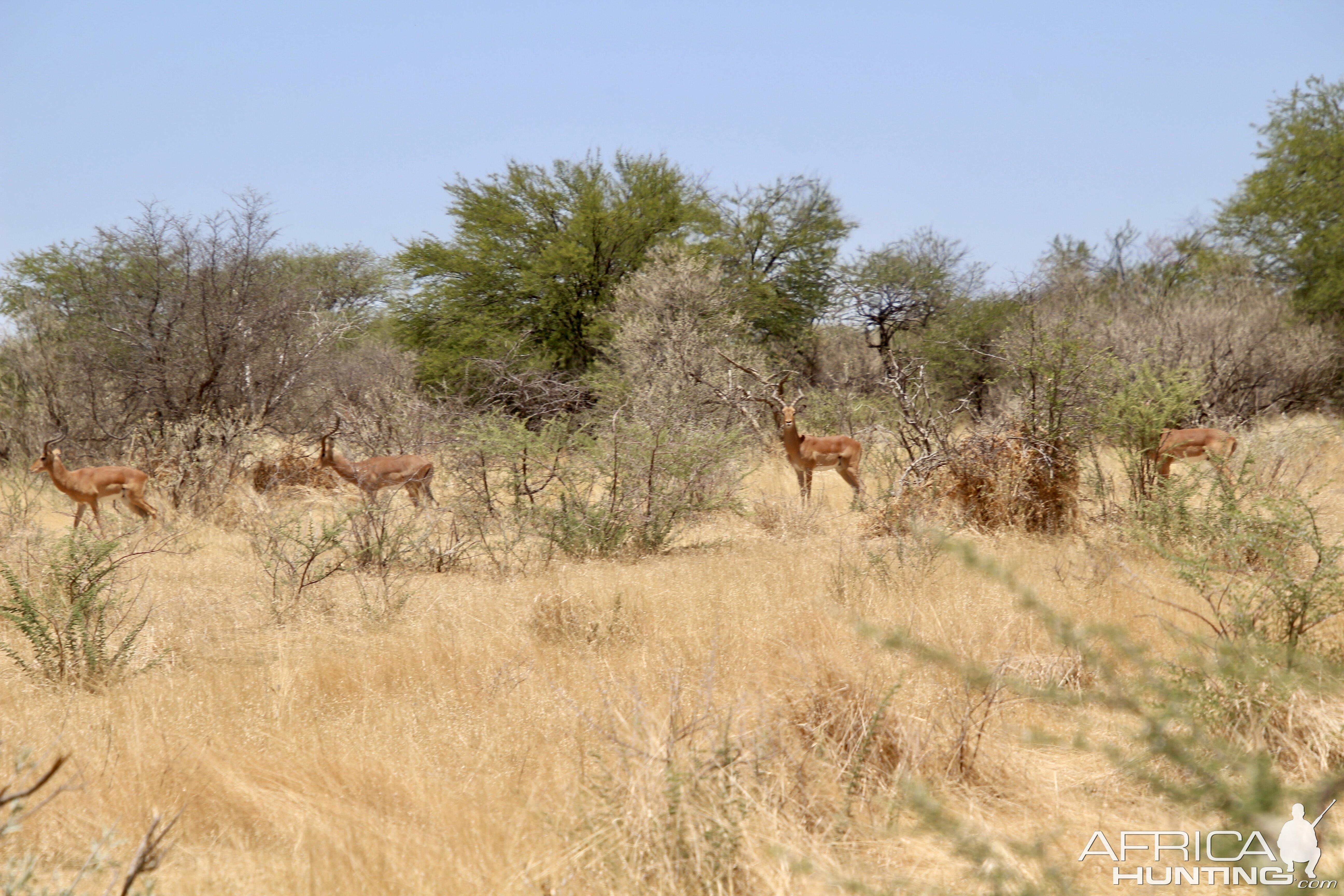 Impala at Zana Botes Safari