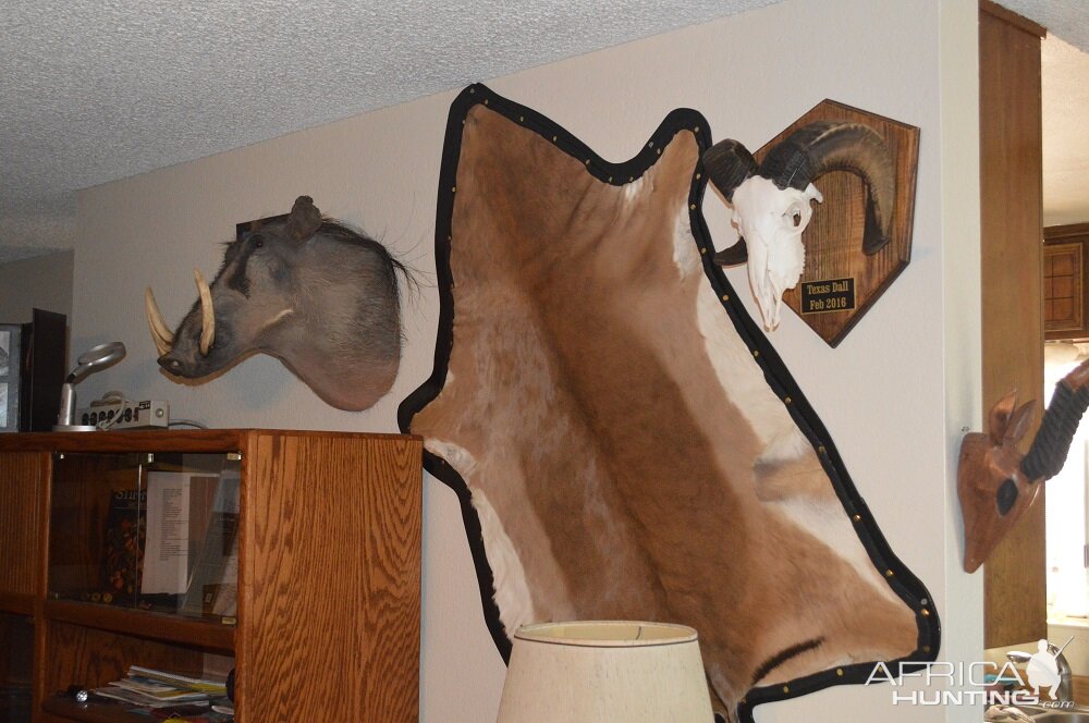 Impala Back Skin Taxidermy