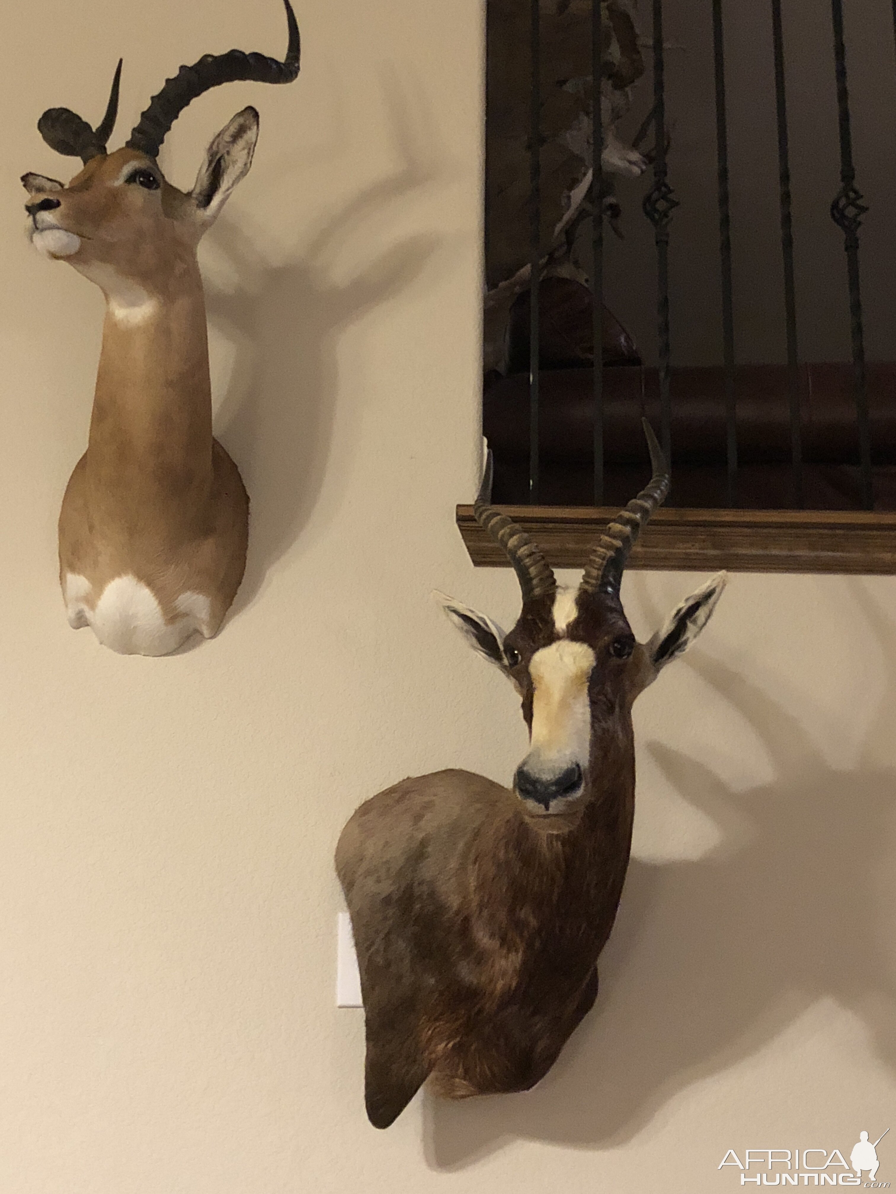 Impala & Blesbok Shoulder Mount Taxidermy