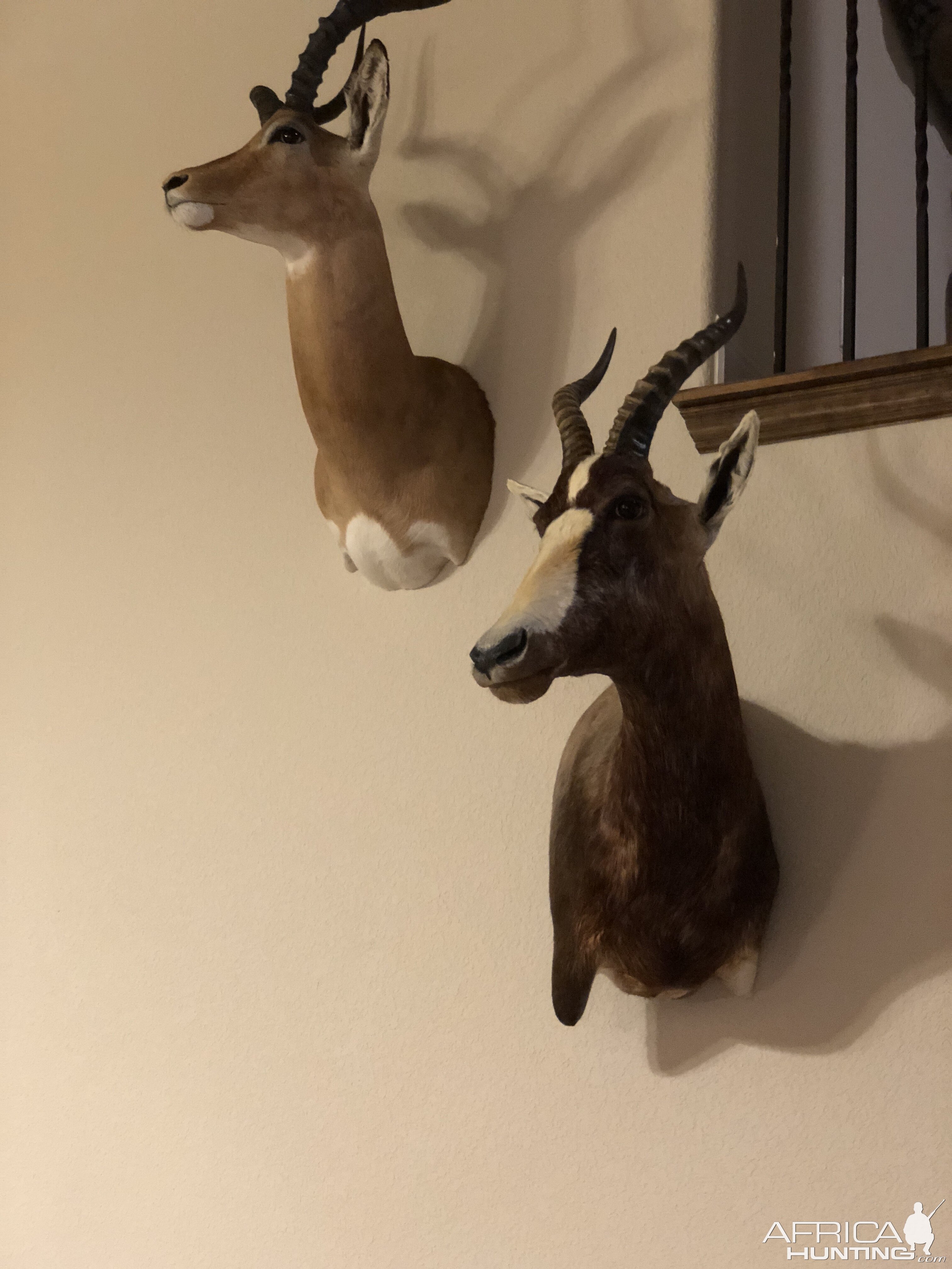 Impala & Blesbok Shoulder Mount Taxidermy