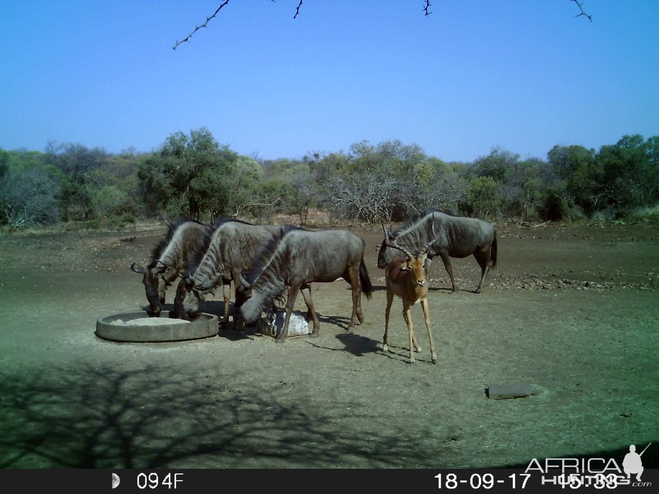 Impala & Blue Wildebeest Trail Cam Pictures South Africa