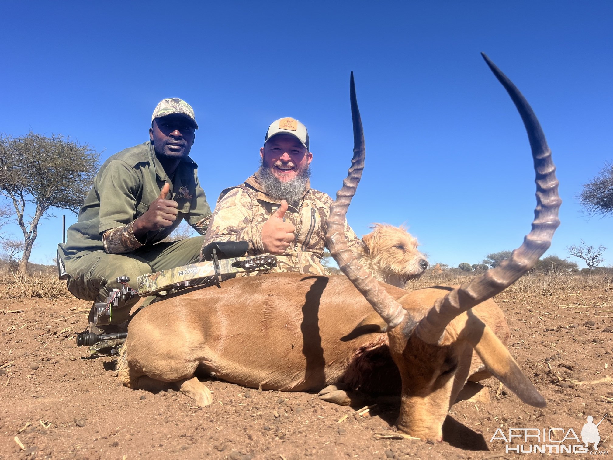 Impala Bow Hunt South Africa