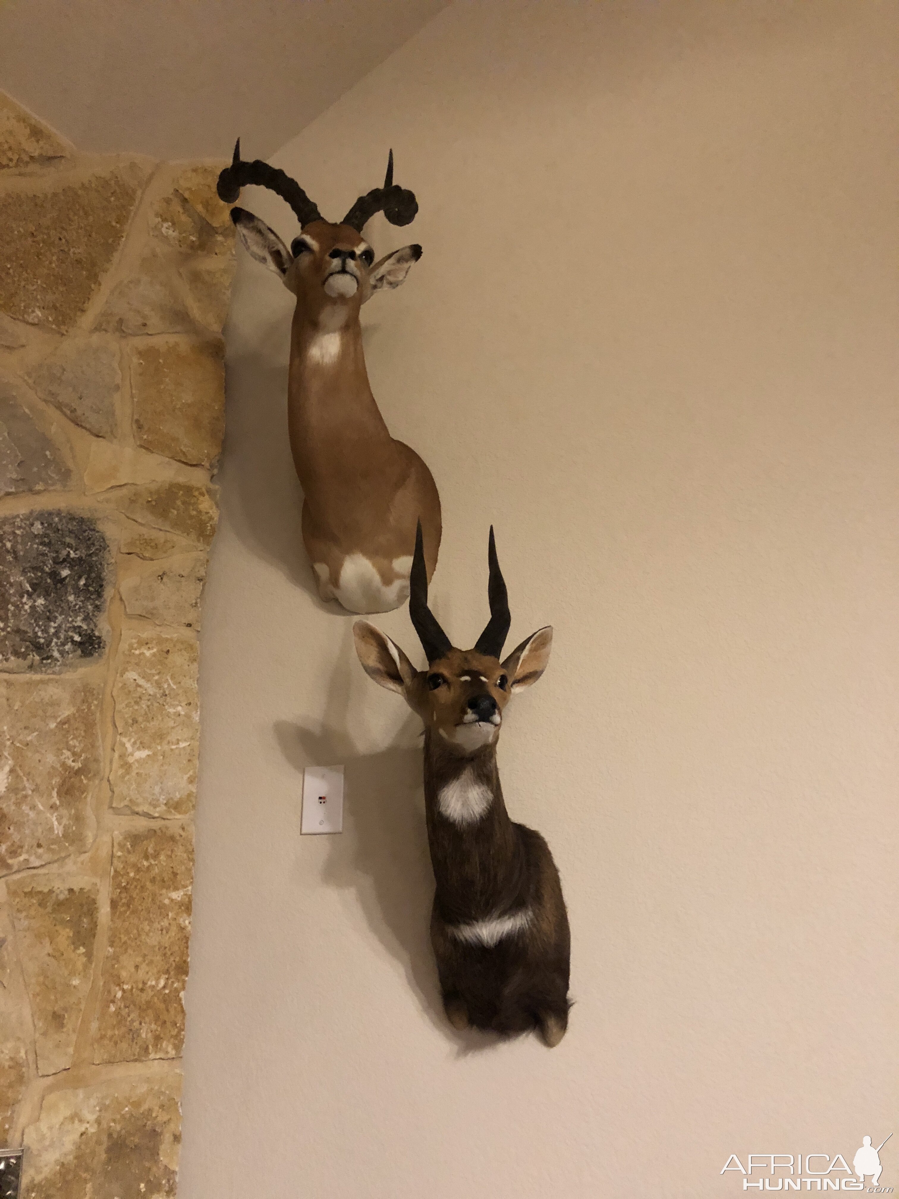 Impala & Bushbuck Shoulder Mount Taxidermy