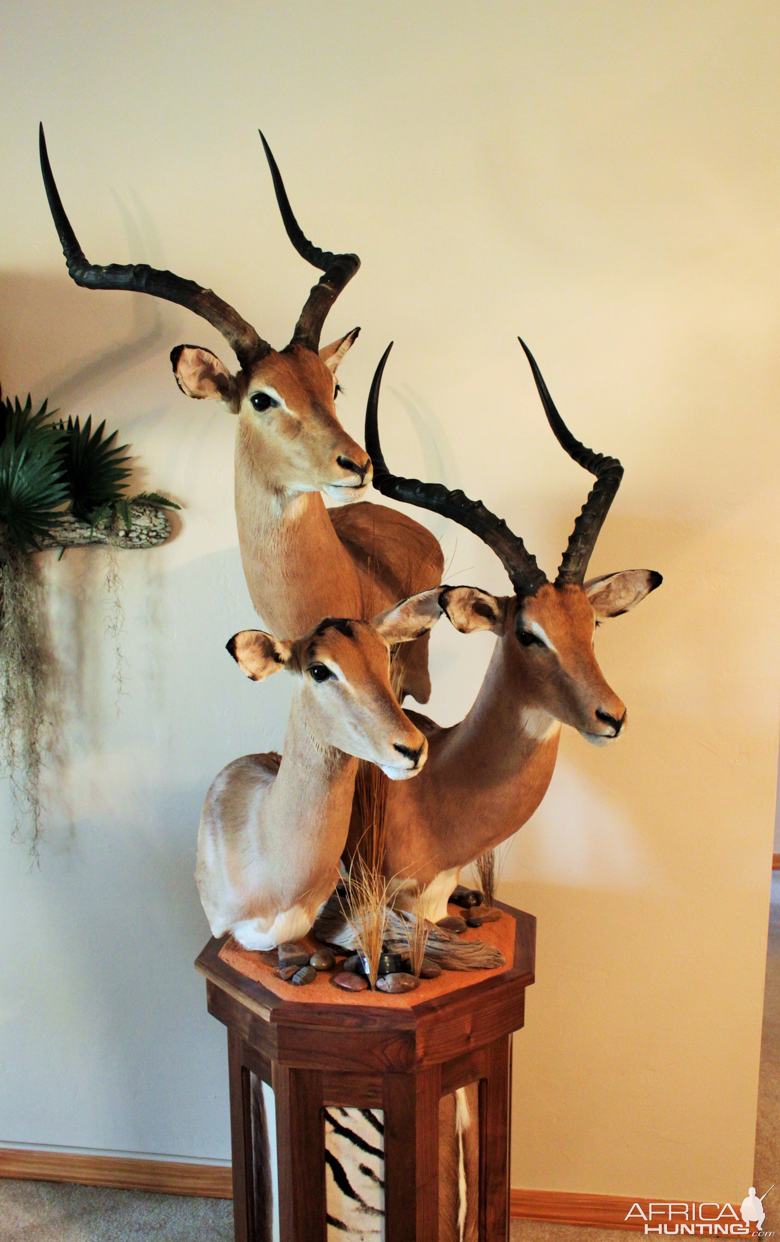 Impala Combo Pedestal Taxidermy