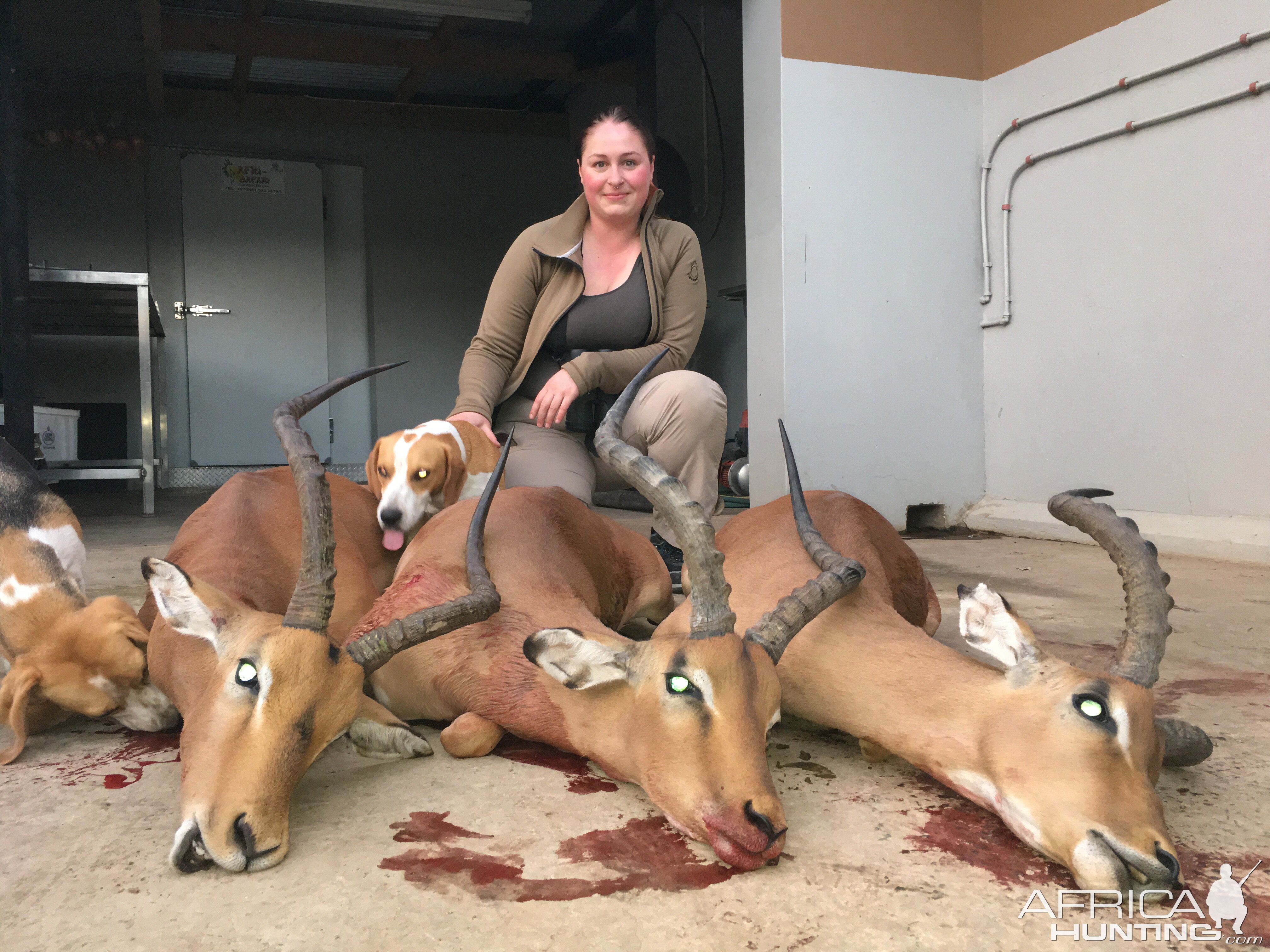 Impala Cull Hunt South Africa