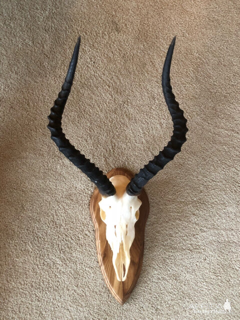 Impala European Skull Mount Taxidermy