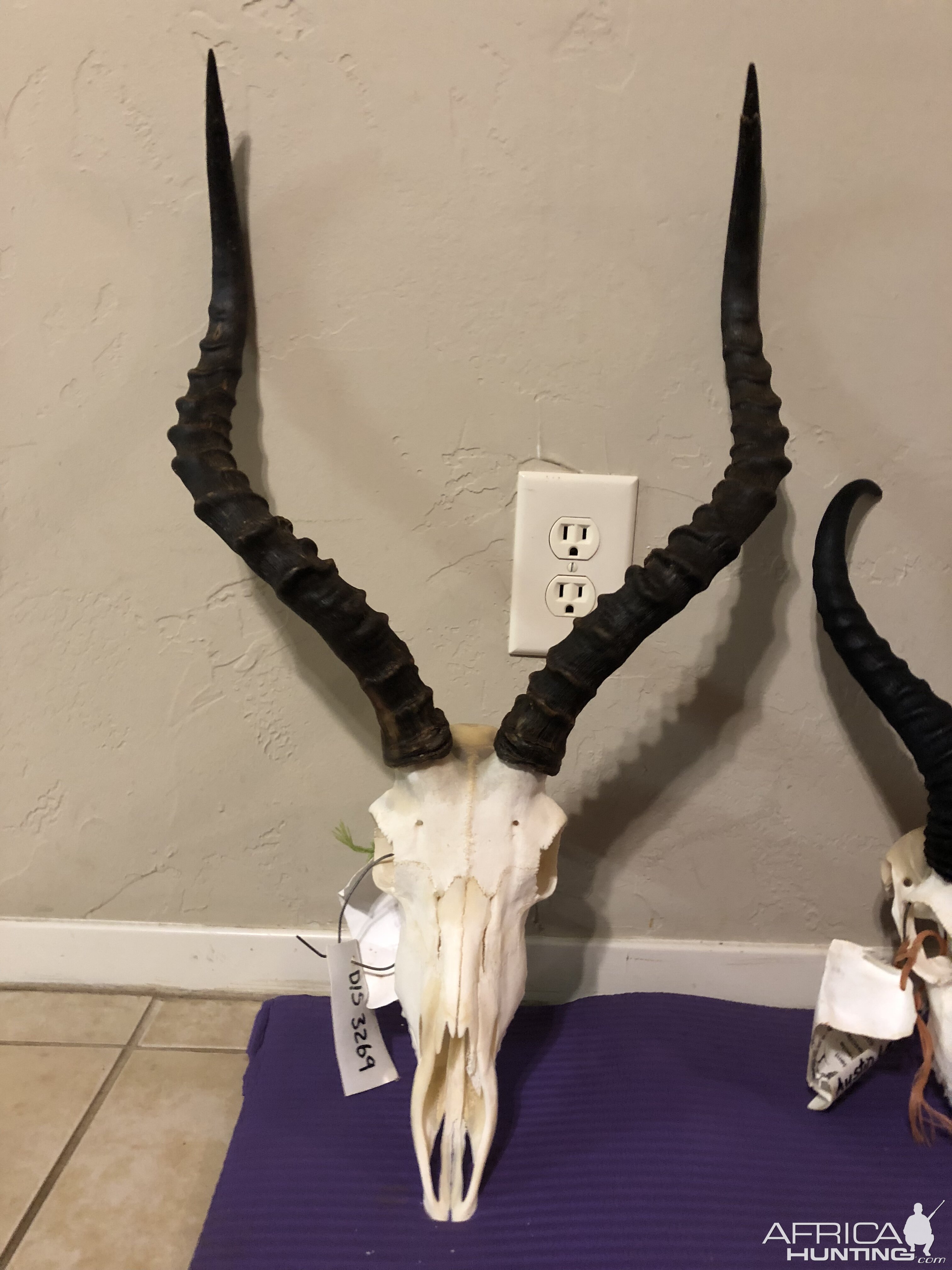 Impala European Skull Mount Taxidermy