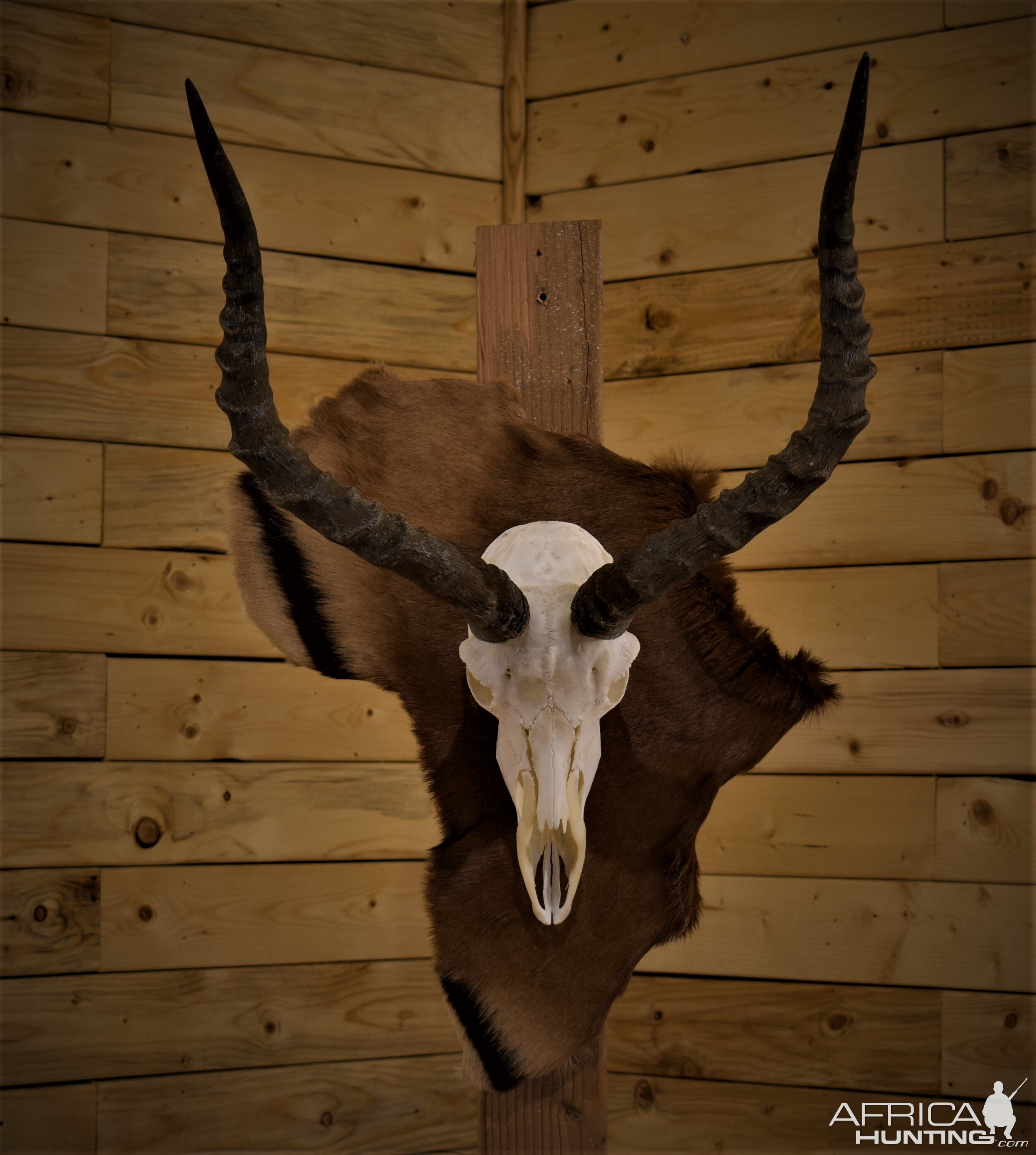 Impala European Skull Mount Taxidermy