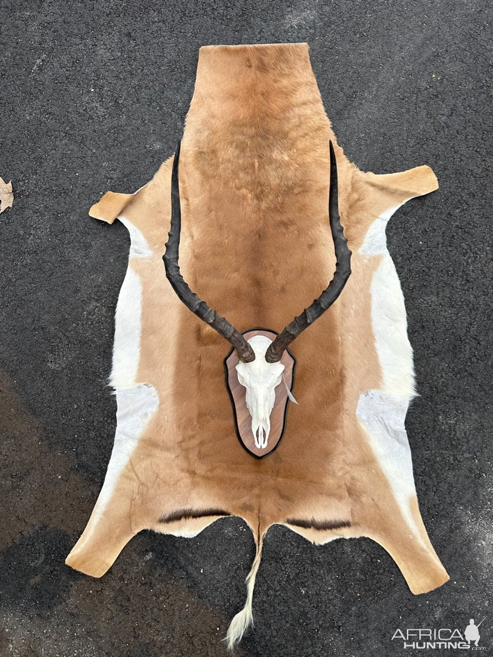 Impala European Skull Shield & Skin Taxidermy