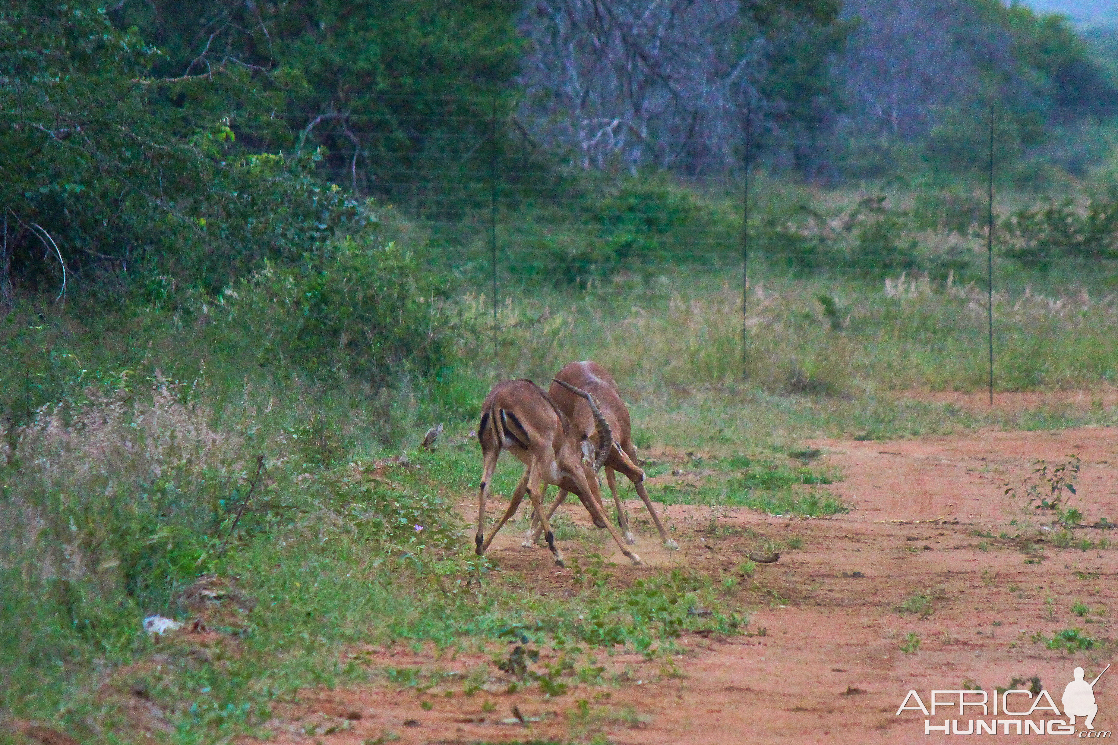 Impala fighting