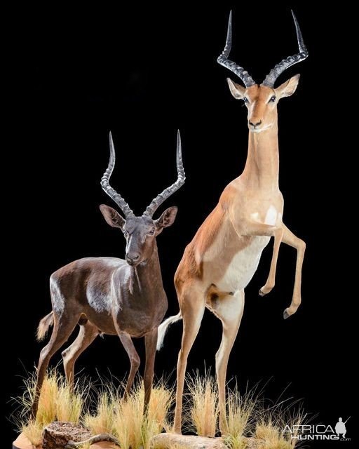 Impala Full Mount Taxidermy