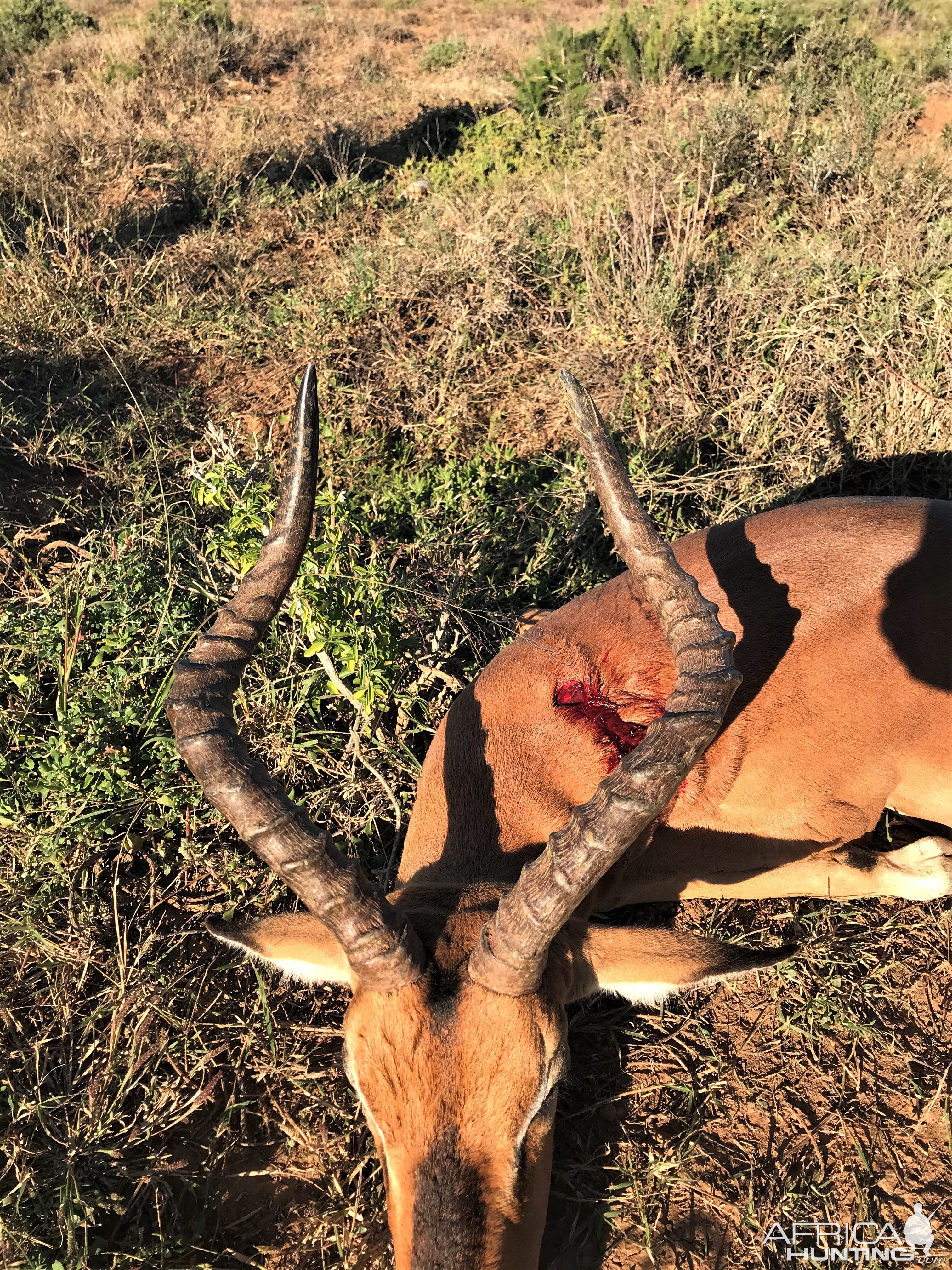 Impala Hunt Eastern Cape South Africa