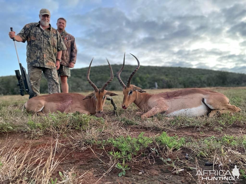 Impala Hunt Eastern Cape South Africa