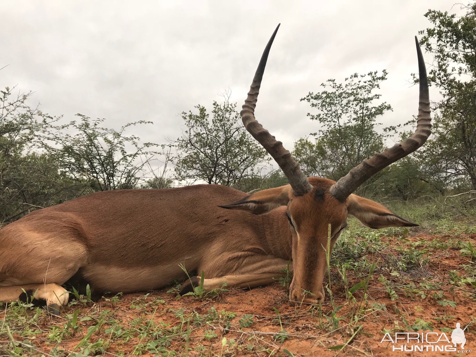 Impala Hunt in South Africa