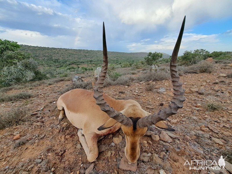 Impala Hunt Karoo South Africa